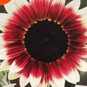 Meet your Posher, Der